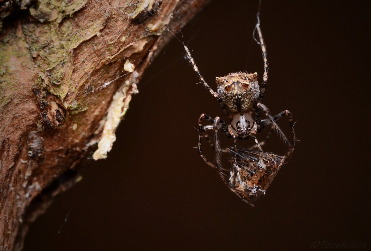 Pirate spider venom is spider specific and after the initial first bite the prey is dead or incapacitated within seconds. This venom has obviously evolved due to the pirate spiders preferred prey which also has venom and fangs!