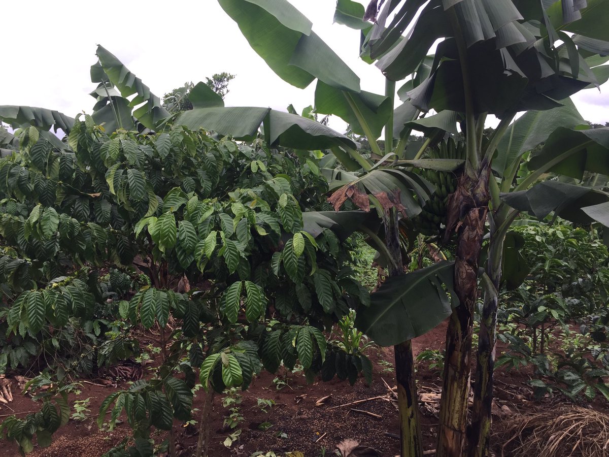 grace_kabuye's tweet photo. I and Rita my wife are planning to plant 1500 coffee and 500 banana plants by the end of April 2020. #plantingcrops https://t.co/Vf2AM7J3Vp