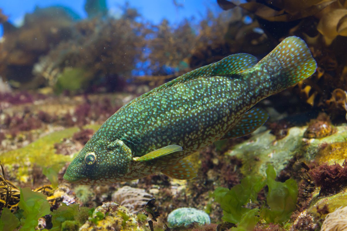 In 2018 weak voluntary management measures for wrasse were introduced by the Scottish Government in agreement (only!) with the fish farming industry. We need your help to sort this out. 
