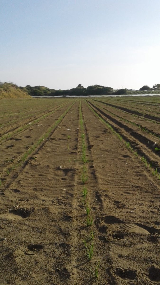 Üreterek tüketeceğimiz #nice100yıllara #doğumgününkutluolsuntürkiye
#23NisanKutluOlsun 
<a href="/tarimyazari/">Ali Ekber Yıldırım</a> <a href="/cemseymen/">Cem Seymen</a> <a href="/TCTarim/">T.C. Tarım ve Orman Bakanlığı</a>