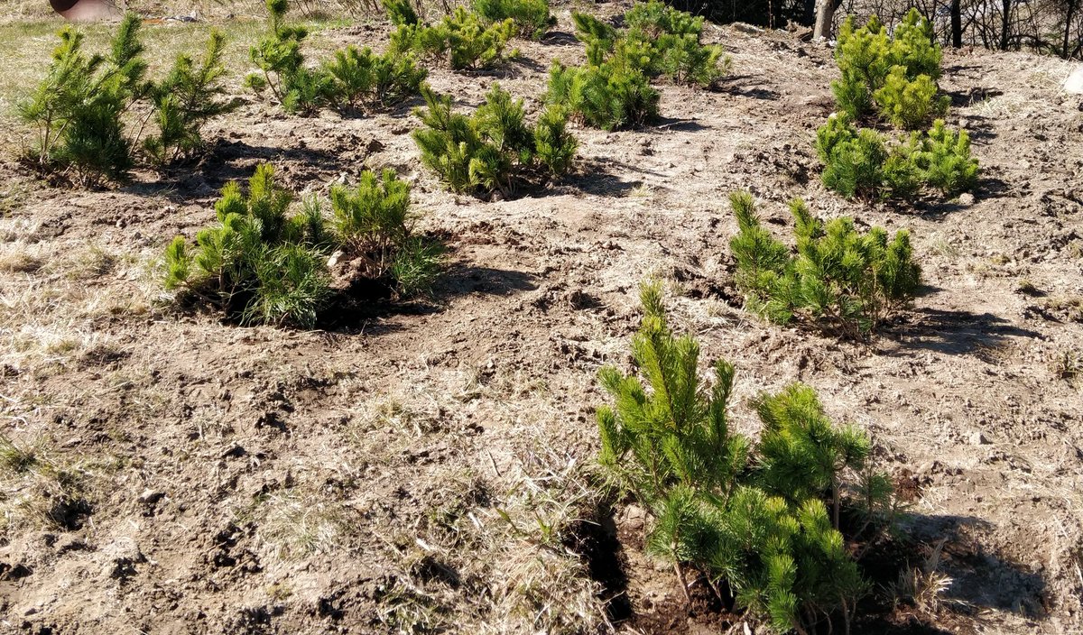 Leopardus_rubus's tweet photo. Hiilinieluja iskenyt savimaahan tämän viikon; taimien kitkennän ja pakkaamisen lomassa. Kasvihuonetta rakennettu myös turvataksemme ensi kesän taimitarjonta. Kyllä tietää tekevänsä tärkeää työtä. Kannustan muitakin opiskelijoita lähtemään kausitöihin maalle 🌱🍃☀️ https://t.co/imG8ksSvPW