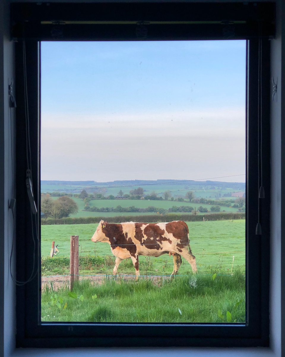 The last cow heading back out to pasture after morning milking #Cheesedairy #ChangingRoom #RoomWithAView #IrishFarmhouseCheese #ThisIsIrishFood #ProudToFarm #BoRuaFarm