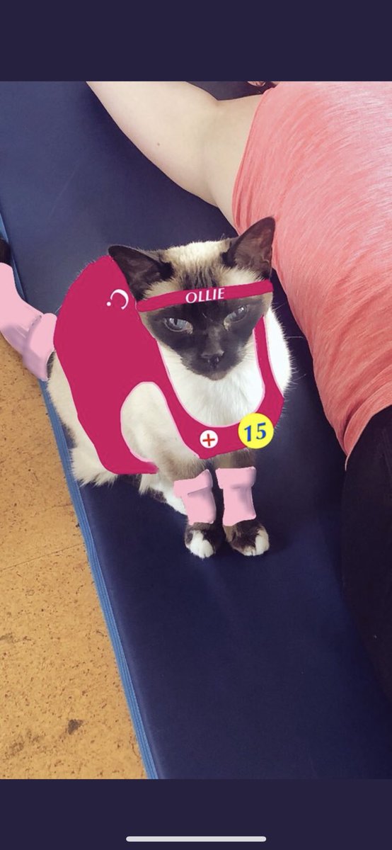 JaneFallon's tweet photo. She had a host of virtual uniforms #PersonalTrainerCat #PTCat #Ollie https://t.co/We1rTVDW6R