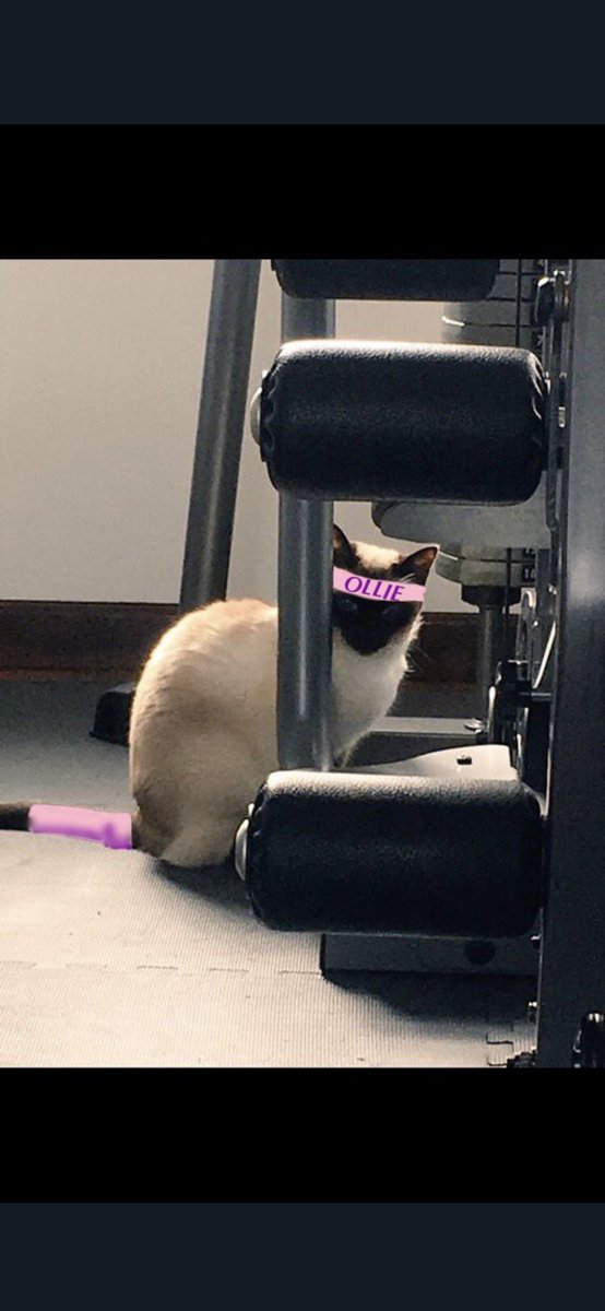 JaneFallon's tweet photo. She had a host of virtual uniforms #PersonalTrainerCat #PTCat #Ollie https://t.co/We1rTVDW6R
