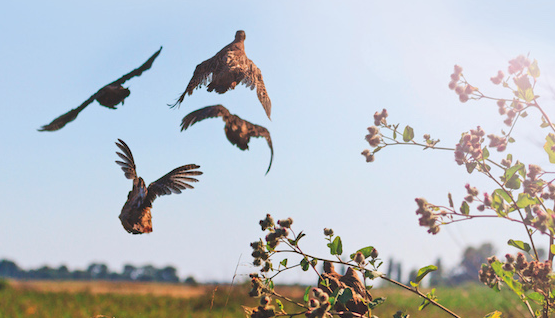 ShootingTimes's tweet photo. We keep hearing that lockdown is good for wildlife but what is the impact on wild game birds? @TrooperSnooks investigates https://t.co/PQpWS00SHo https://t.co/LMq0pICWSE