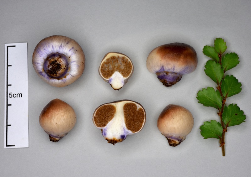 So, what do we call the common purple pouch fungus, that grows from East Cape down to Invercargill? Back in the 1970s, Professor Horak described this purple-brown species Cortinarius violaceovolvatus, which turned out to be genetically +/- identical to the common purple species.
