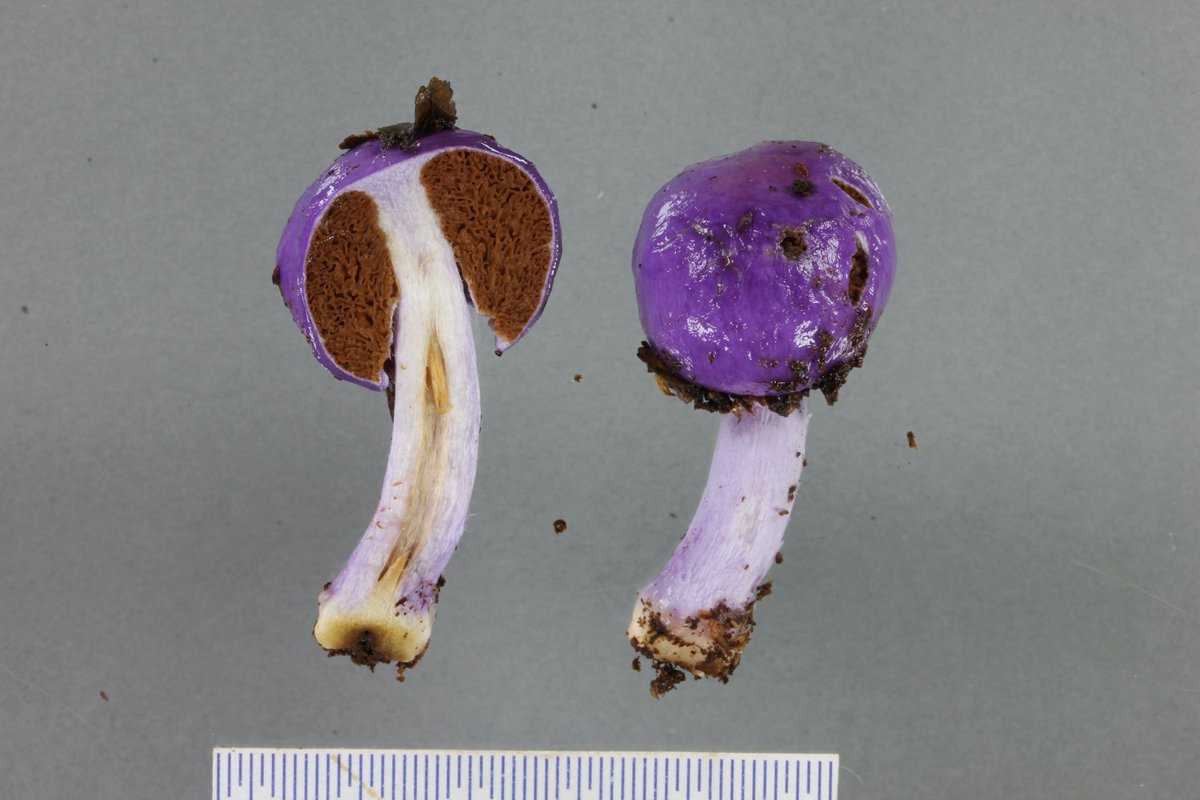 Since we couldn't separate the common purple and brown ones genetically, we opted to name the purple one as a variety of Cortinarius violaceovolvatus, so it became Cortinarius violaceovolvatus var. viola. Yep, it's a mouthful.