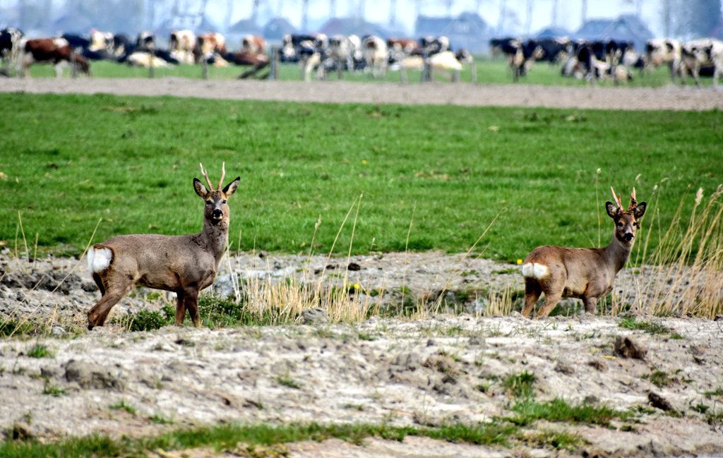 Albert-Erik tweet media