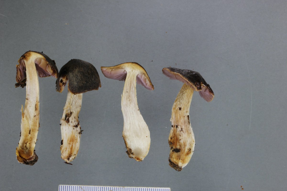 We established that it's closest relative is this mushroom, called Cortinarius atropileatus. It really reinforces the amazing convergent evolution that has happened with these purple pouch species—none of them are each other's closest relative.