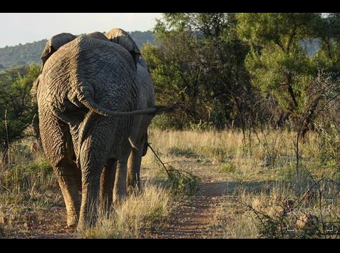 BushTimeMabula's tweet photo. Maybe there's something we can all learn from #elephants at the moment - being there for each other, and letting the wisest ones lead. 

#BushTimeAtMabula 

Picture credit: @headturner.sa https://t.co/x1y7ADVmnl