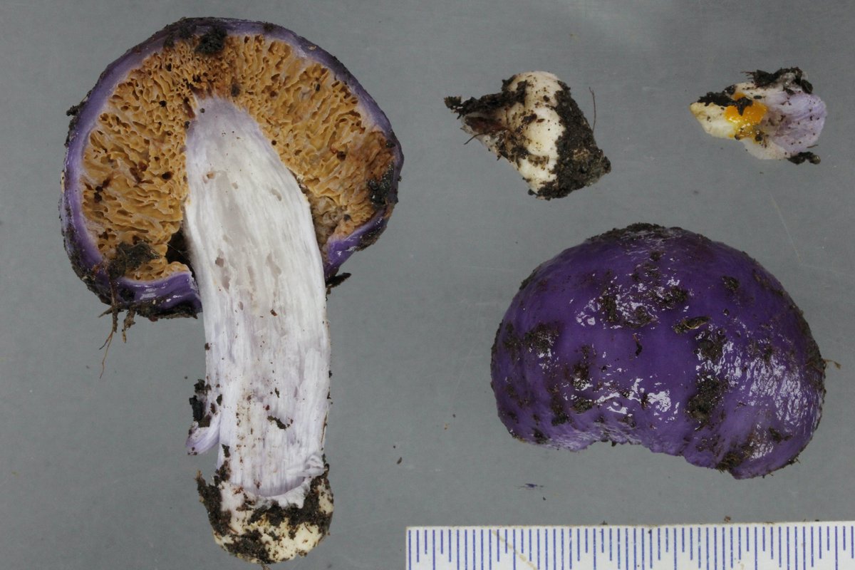 But wait, there's more! This new species called Cortinarius purpureocapitatus has unusually smooth spores (Cortinarius hardly ever have smooth spores!) and it is mostly confined to the South Island, just sneaking up into the bottom of the North Island.