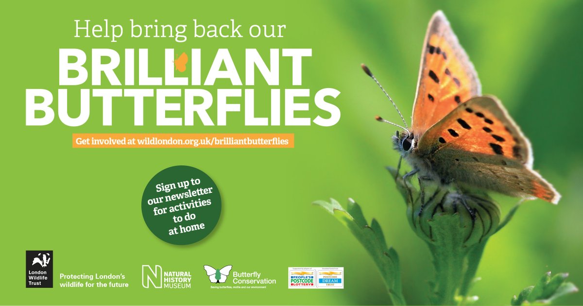Sign up to the #BrilliantButterflies newsletter. Lots of great wildlife content and fun family activities to do at home. The project is working with local communities to create wildflower habitat in green spaces across South Croydon wildlondon.org.uk/brilliant-butt…