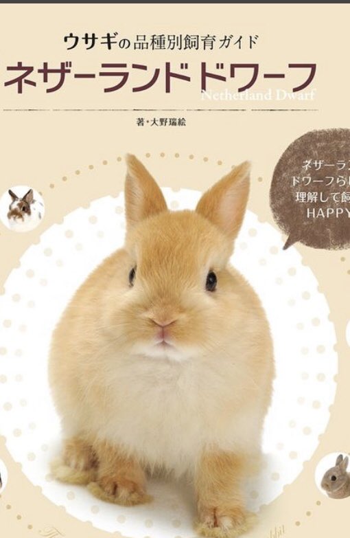 かの うさぎの奴隷 1枚目 イメージしていたネザーランドドワーフ 2枚目 来たとき 生後1ヶ月 のネザーランドドワーフ 3枚目 現在 生後2ヶ月半 なにか違う気がする 可愛いのに間違いはないので無問題ですけど うさぎ ネザーランド