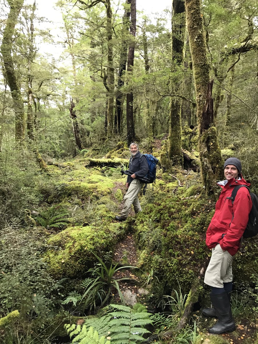 and for a break from purple, here is first author  @andyrnilsen (in red) and David Lyttle on the beautiful Lake Christabel Track in Victoria Forest Park, where we collected Cortinarius diaphorus.