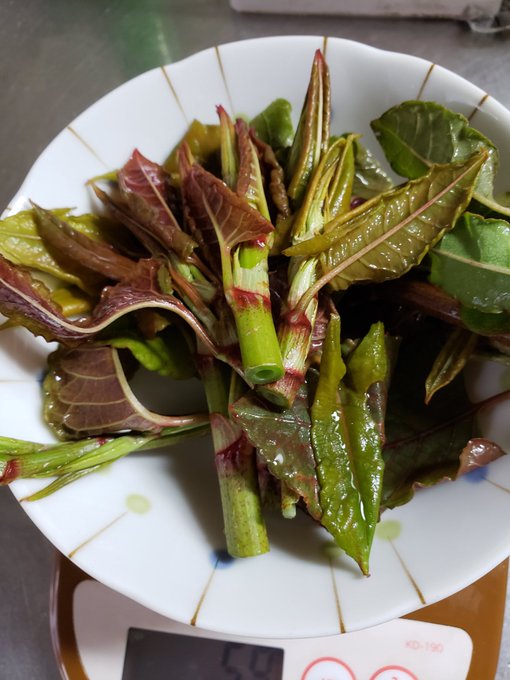 イタドリのジャムづくり 先端編 るるの小部屋