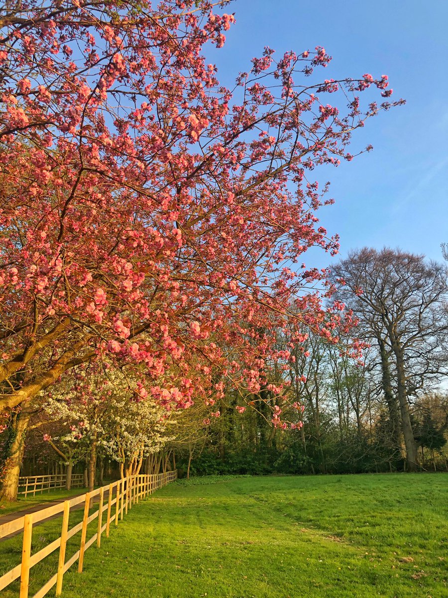 Petrie76's tweet photo. Some of my favourite iPhone pics while out on our evening walks so far! We’re so lucky to live with this on our doorstep. Have to make sure we keep this up when life returns... #lovekent https://t.co/CIZzgguCAR
