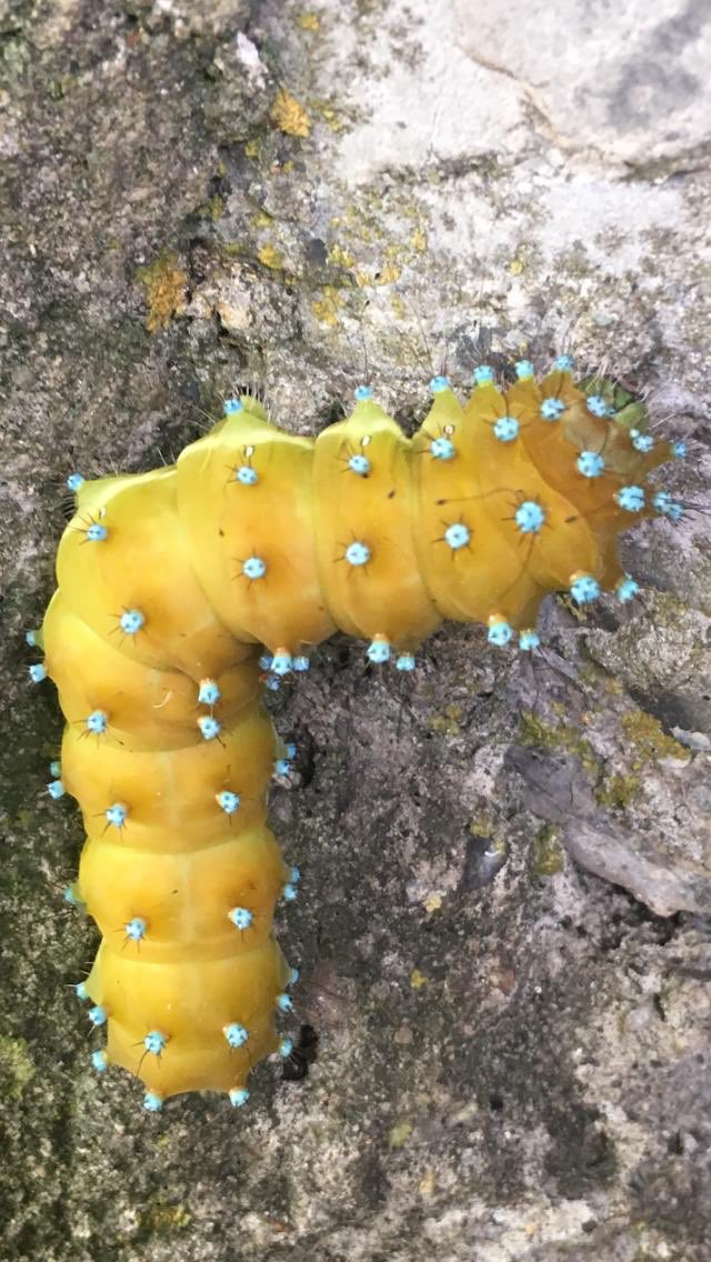 PrimalpeCanzo's tweet photo. A breve è previsto lo sfarfallamento del bellissimo bruco Sarurnia piry a #Primalpe aspettiamo una bellissima farfalla. La natura è straordinaria https://t.co/EUZ8MXwjxq