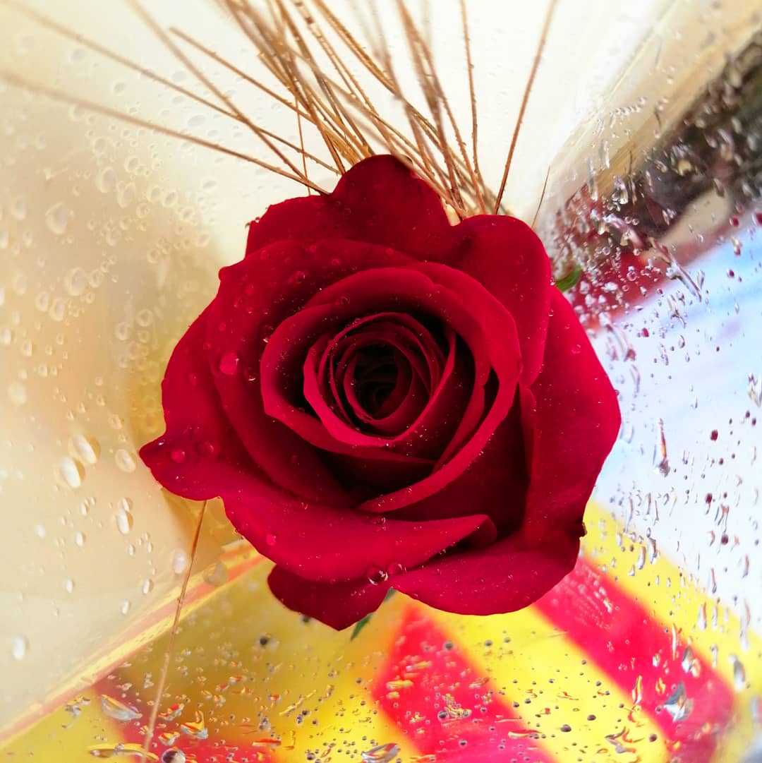 Hace un año estábamos en nuestra paradita de #SantJordi vendiendo #rosas y #libros para nuestros proyectos solidarios. Este año nos toca quedarnos en casa, ¡así que nos vemos el 23 de Julio! Feliz Sant Jordi a todos 🌹📚 #Walkim

 #MarchaNórdica #SantJordi2020 #DiaDelLibro