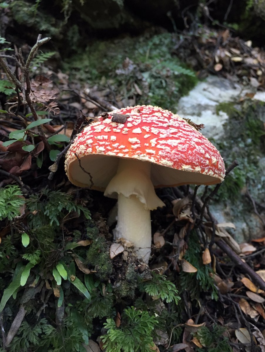 Thank you for reading! If you can't access the paper then dm me or my email address is pretty easy to find with google, so let me know and I will help. I'll leave you with a pic of the dreaded Amanita mascaria growing in beech forest near Queenstown—but that's another story!