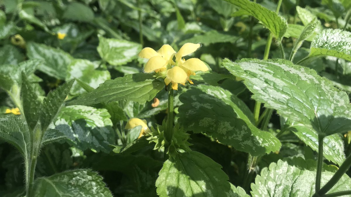 Came across a whole load of Variegated Yellow Archangel on a daily exercise walk the other day. Very beautiful, very invasive.