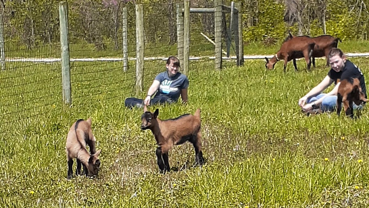 caprinicreamery tweet media