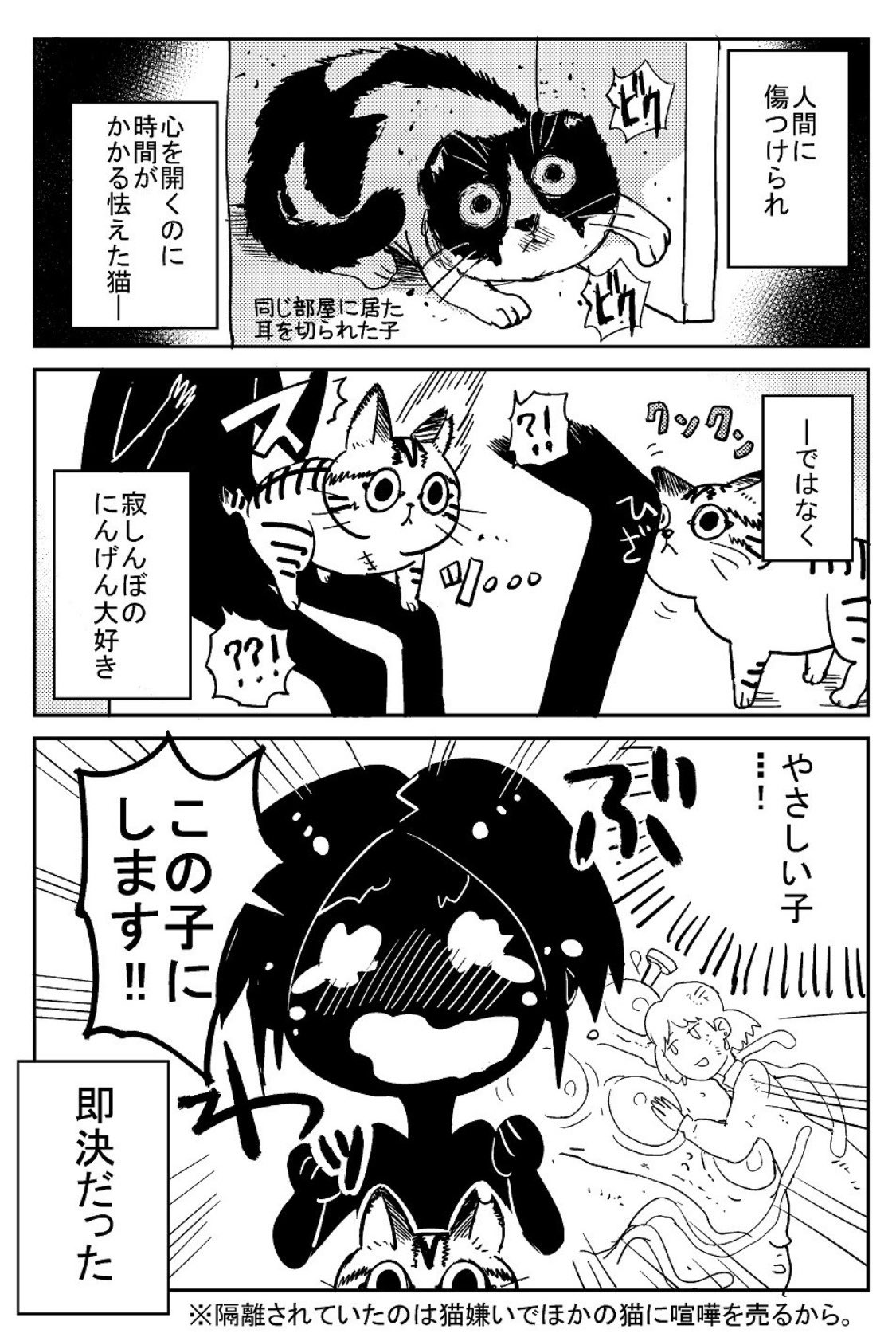 猫のコミックエッセイ 3本足のしじみちゃん の書籍が発売 天道グミ先生にインタビュー アル 猫のコミックエッセイ 3本足のしじみちゃん の書籍が発売 天道グミ先生にインタビュー アル