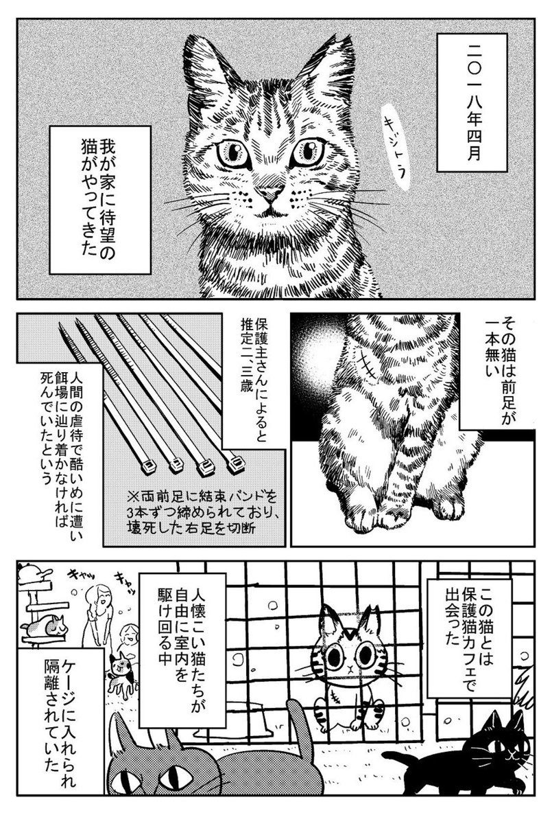 3本足の猫がうちの子になるまで① 