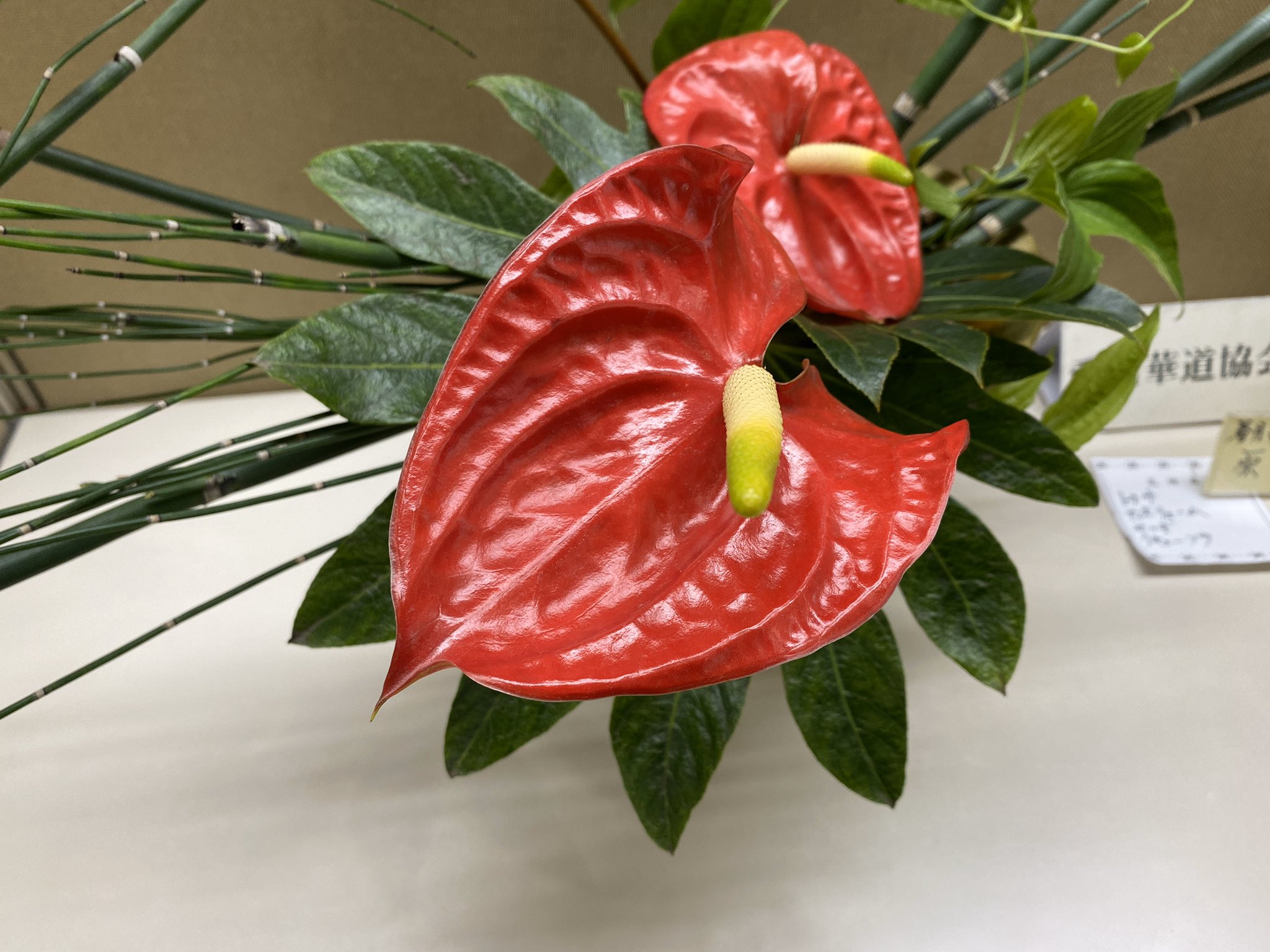 Twitter এ ポケットに愛川 愛川町シティプロモーション 今週の愛川華道協会の いけばな の展示です 春月古流香月会の原理多寿さんの作品 花材はアンスリウム ヤツデ トクサ リキュウソウです ヤツデの花言葉の一つに 健康 があります 天狗の団扇