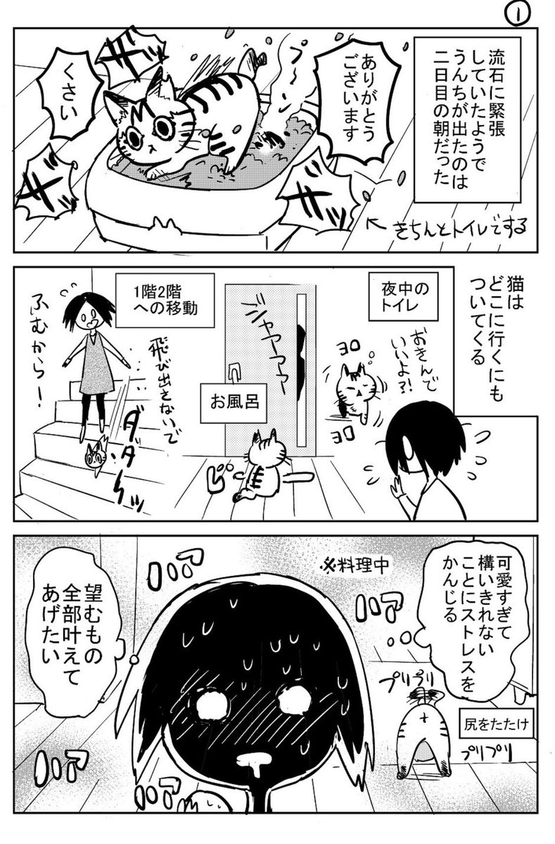 3本足の猫がうちの子になるまで⑤ 