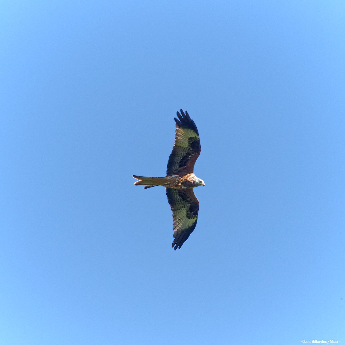 LesBillardes's tweet photo. Il était loin, mais on le reconnait quand même!? #Milan royal, en vol au dessus de la vallée de #Gizia
#photo #nature #campagne #biodiversité #rapace https://t.co/wThYTyfQZj