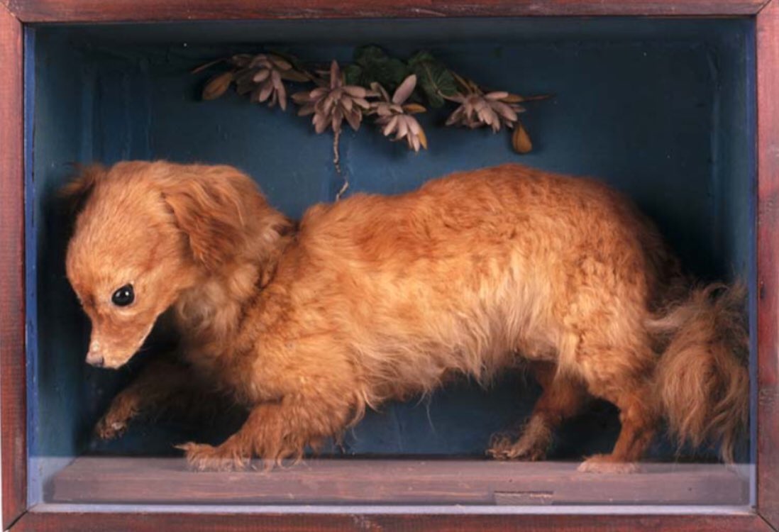 Mon_Heritage's tweet photo. #Turnspit dogs, like Whiskey (last surviving specimen of such #dogs) were used until the mid 19C. to turn meat on a spit. In turn, the dogs, kept in pairs would run in a #wheel connected to the spit to cook the meat. #MuseumsFromHome #AbergavennyMuseumTreasures https://t.co/3FqycsXRHs