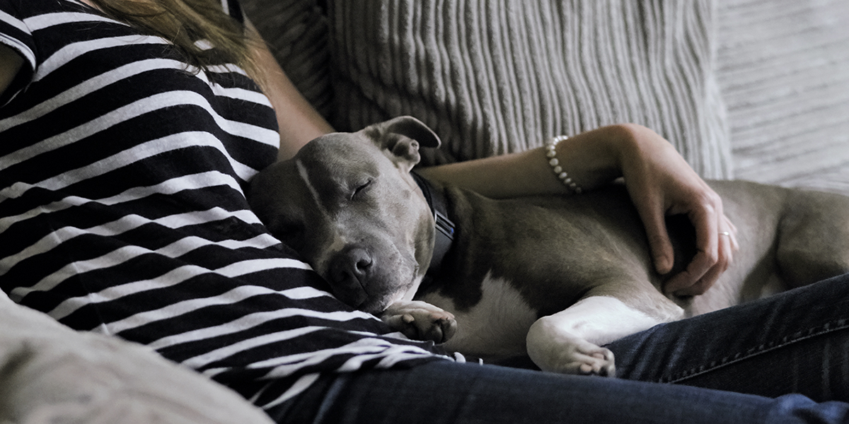 Battersea_'s tweet photo. We are now able to rehome our animals following Government approved guidelines. 💙We will be prioritising existing applications and customers who live within a short distance of our centres to try and match as many of our animals as we can with new owners: https://t.co/bi5VPRcMvx https://t.co/oPrtcfjGM7