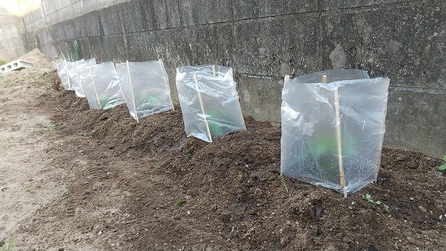 野菜の苗を植えました。
豊産生とかかれていたナスとピーマンを3つずつ買って植えてみました。
あんどんかマルチが必須らしいので作ってみたのですが、風が強いのであんどんが吹き飛ばないか心配です。
収穫できたら天ぷらにしたり、今から楽しみです☺️