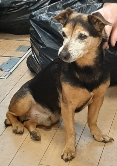 northumbriapol's tweet photo. Do you know this doggo? 🐶
Our officers in Newcastle found this little lad on Percy Street this morning looking a little lost. 
If you know the owner of this character then please get in touch with The Newcastle Cat and Dog Shelter. https://t.co/kxXOLkundJ