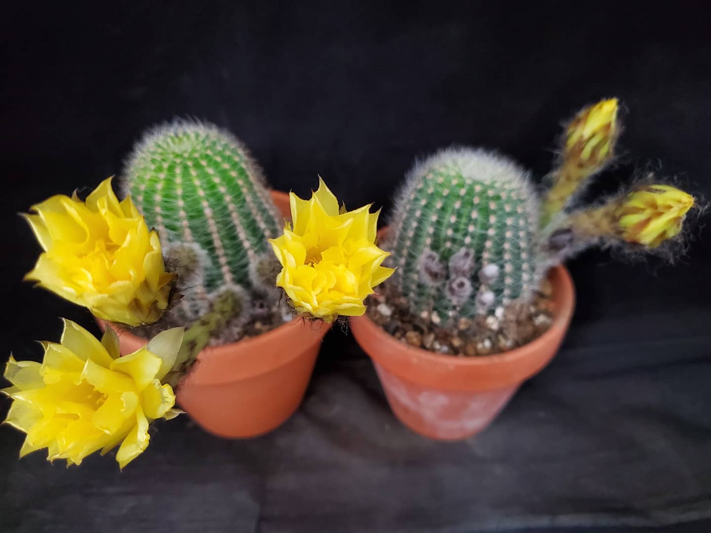 ブラウンマーケット 花サボテン ロビビア属 黄裳丸 開花中 読みは こうしょうまる でいいのかな サボテンの花 多肉植物 観葉植物 塊根植物 コーデックス アガベ エアープランツ チランジア 福岡市 早良区 西新 花屋 ブラウン