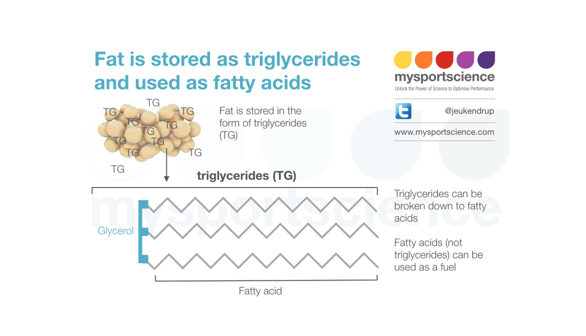 Jeukendrup's tweet photo. Fat is stored as triglyceride and used as fatty acids https://t.co/A3ZeSTocM3 https://t.co/MSkV84hokL