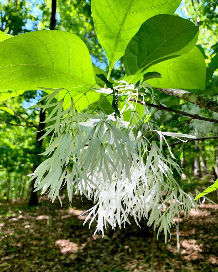 NCBotGarden's tweet photo. You might have seen #fringetree (Chionanthus virginicus) in a garden, but keep your eyes peeled for its dangling white blooms in the woods: this southeastern native grows in the wild here! 

Land manager Nick Adams captured this fringetree gleaming in the sun in Coker Pinetum. https://t.co/Dm6vuETFNJ
