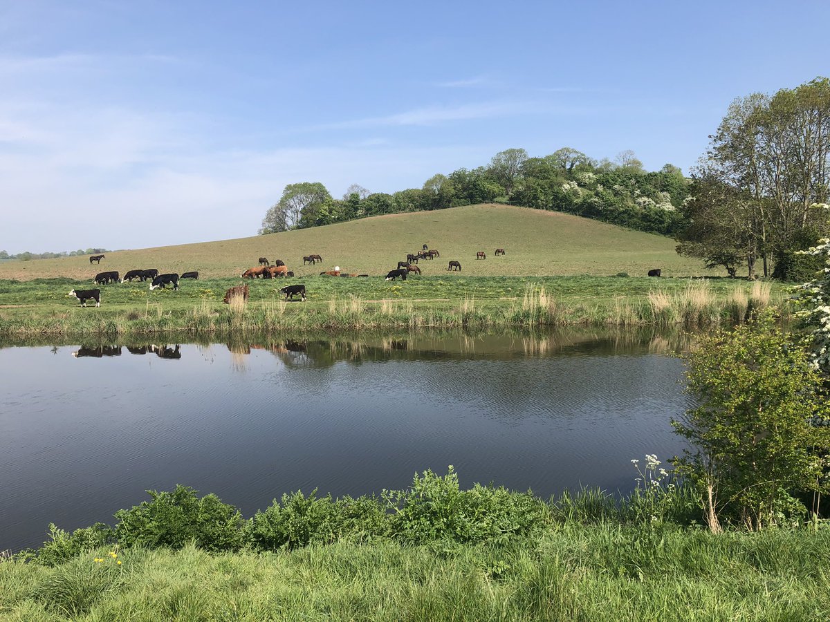 Home home on the range alongside Kings Sedgemoor Drain this afternoon