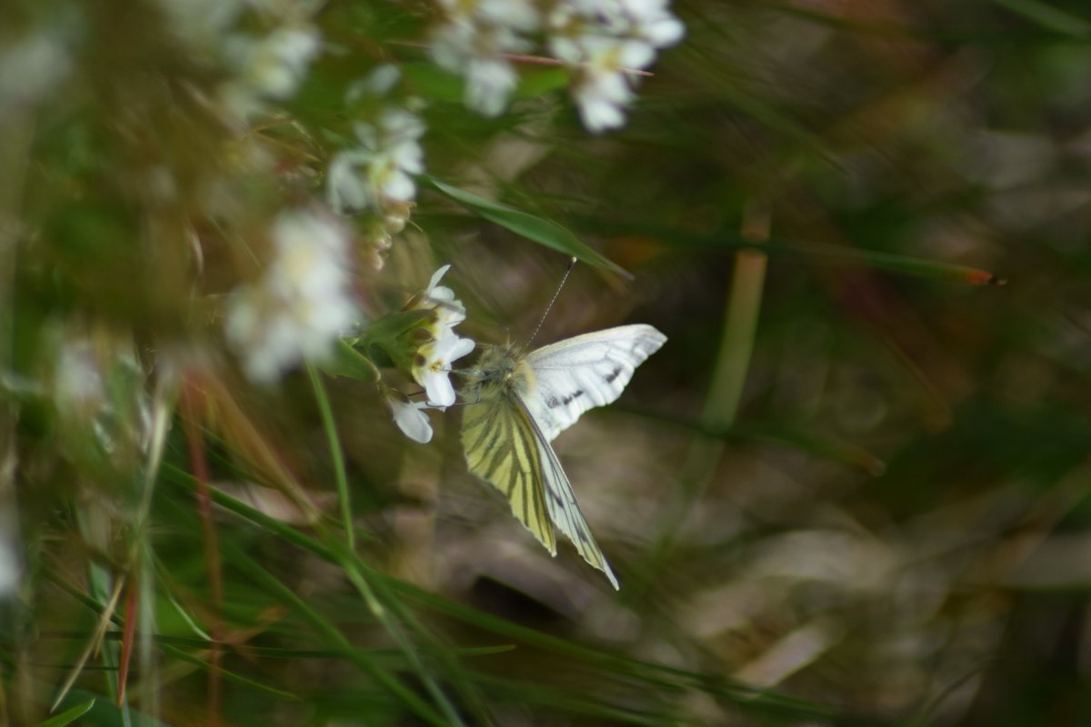 Headmeltz's tweet photo. An abundant amount of Butterflies this season. More than ever! Superb sights, zippy little orange tips too. #Achill island. #Nature #Buttterflies #Biodiversity https://t.co/Oz6BevRQbi