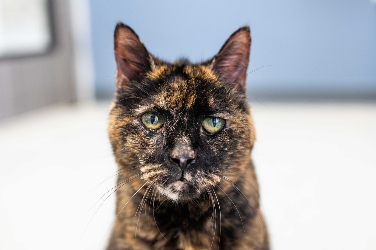 Hello Tweeters. Birdie here. You may be wondering what’s new with me since I became a #Celebrikitty and bff with 
@chrissyteigen. I’m going to help during the quarantine by manning (or catting rather) the Twitter right now. Bye Bye, Birdie.