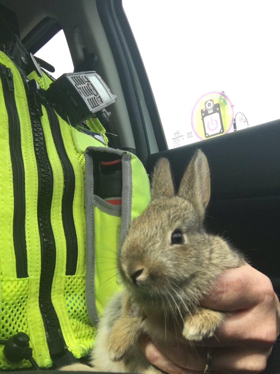 WYP_CNewsome's tweet photo. 😊🐇🍃🐇Sorry for having the motorists of Meltham wait, whilst I rescued this little bunny from the road.. 🚗🐇Little tot had been dropped by a crow...No injuries, and now at Meltham Wildlife Rescue...🐇💛#ThursdayThoughts #wildlife #StayHomeStaySafe #KindnessMatters https://t.co/jfwfGAAWTx