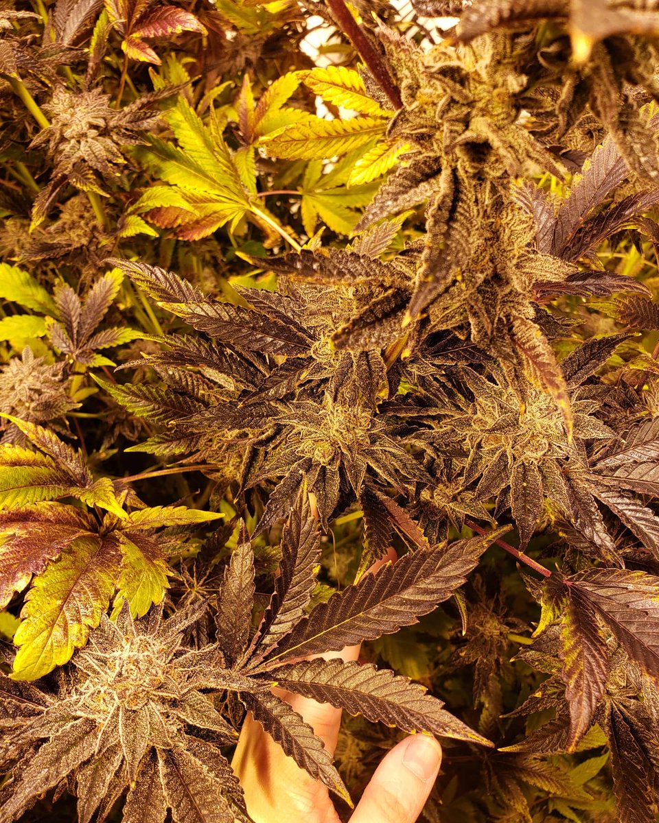 UnclePetesOrg's tweet photo. This beautiful colored strain is called Nature's Naturals' Feminized Cookies. Expect extremely tight nuggets with dark green and purple hues showing through a heavy coat of crystals. Check us out at https://t.co/NX7itBidpd https://t.co/KdXnbUKE9X