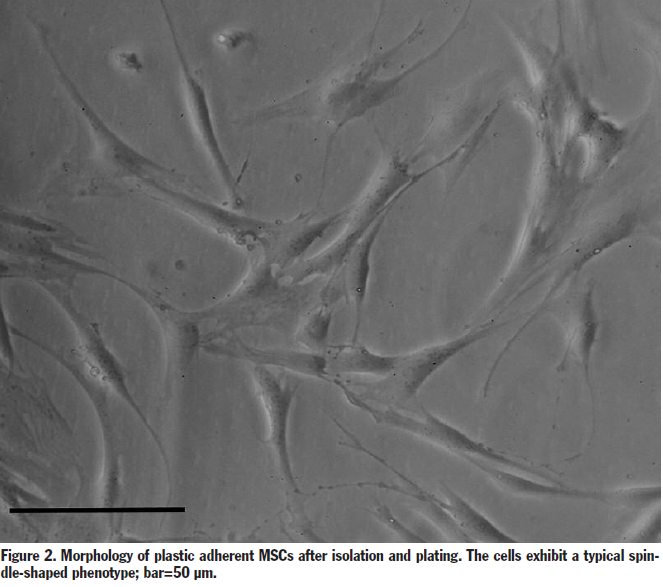 SurgicalTechSTI's tweet photo. Mesenchymal Stem Cells and the
Generation of Neomuscle Tissue, JUSTUS P. BEIER, MD
https://t.co/ljBADko9Ic https://t.co/e9S869c7C1