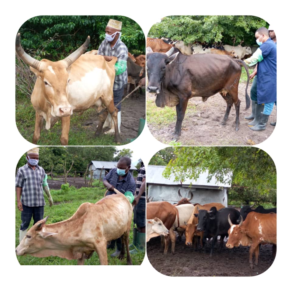 Wataalam wa Mifugo  wakichagua na kuangalia ngo'mbe wanaofaa kwa ajili ya kupandikizwa/ uhimilishaji kwa mmoja wa  wafugaji Bw. Toephil Mayega wa kijiji cha Kondomwelanzi, Wilaya ya Mkuranga Mkoani Pwani(22/04.2020)