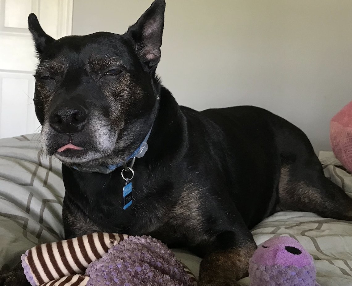 astiusa's tweet photo. ASTi has been #stayingconnected through multiple channels including our #dailydog sharing. We miss our furworkers🐶
#ASTiDogs #50greatplacestowork
Check out our feature in @Washingtonian to see how ASTi and others have been keeping up employee morale: https://t.co/OvTyL0MMSb https://t.co/fZQdLGkhjC