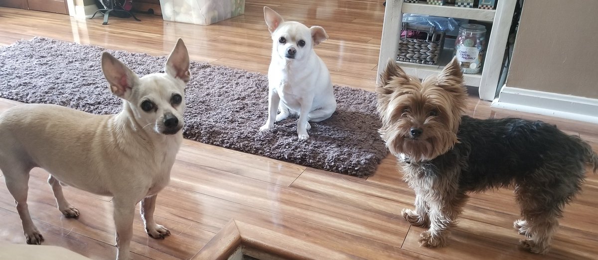 astiusa's tweet photo. ASTi has been #stayingconnected through multiple channels including our #dailydog sharing. We miss our furworkers🐶
#ASTiDogs #50greatplacestowork
Check out our feature in @Washingtonian to see how ASTi and others have been keeping up employee morale: https://t.co/OvTyL0MMSb https://t.co/fZQdLGkhjC