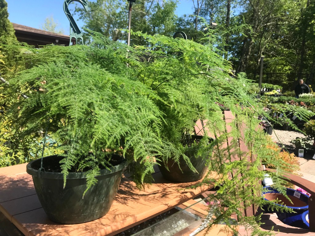JackFrostGarden's tweet photo. The Asparagus Fern is a beautiful, feathery-looking, easy-to-care for plant. They like part-sun to shade, temperatures around 70, and regular waterings. Read our blog post to learn more about this fun plant! https://t.co/FwY0KN3syx https://t.co/nNVgYtlEXK