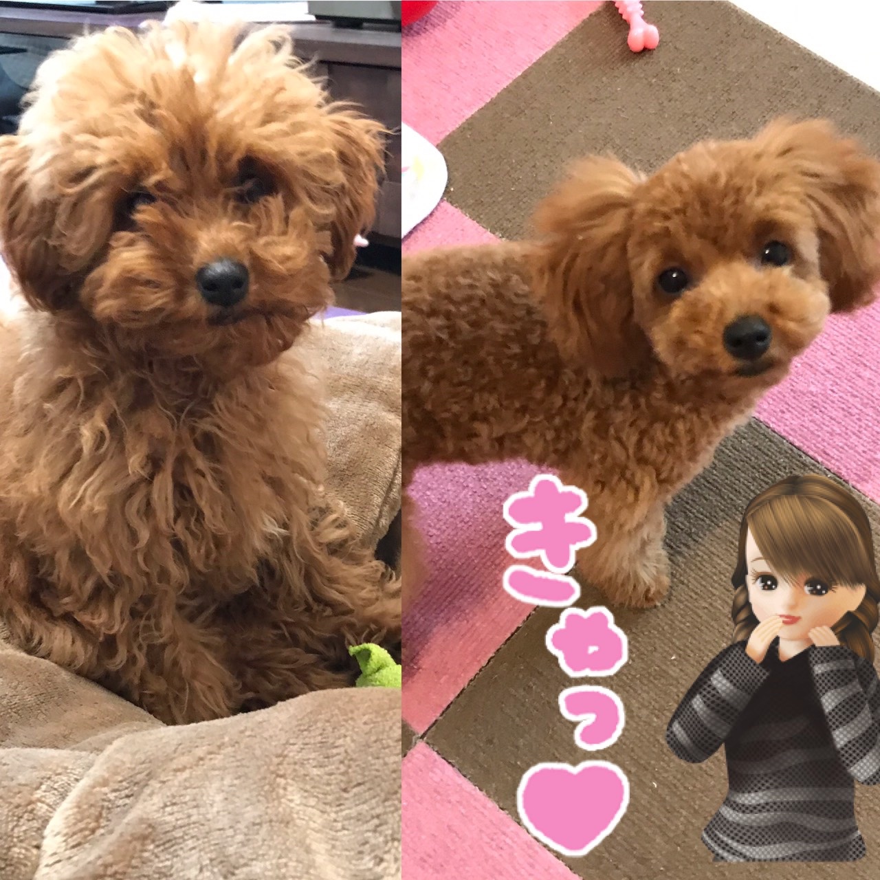 Misa 花蓮 生後4ヶ月半のトイプードル 初めてトリミングしてきた トイプードル ビフォーアフター パピー T Co Zcnd9sezqu Twitter