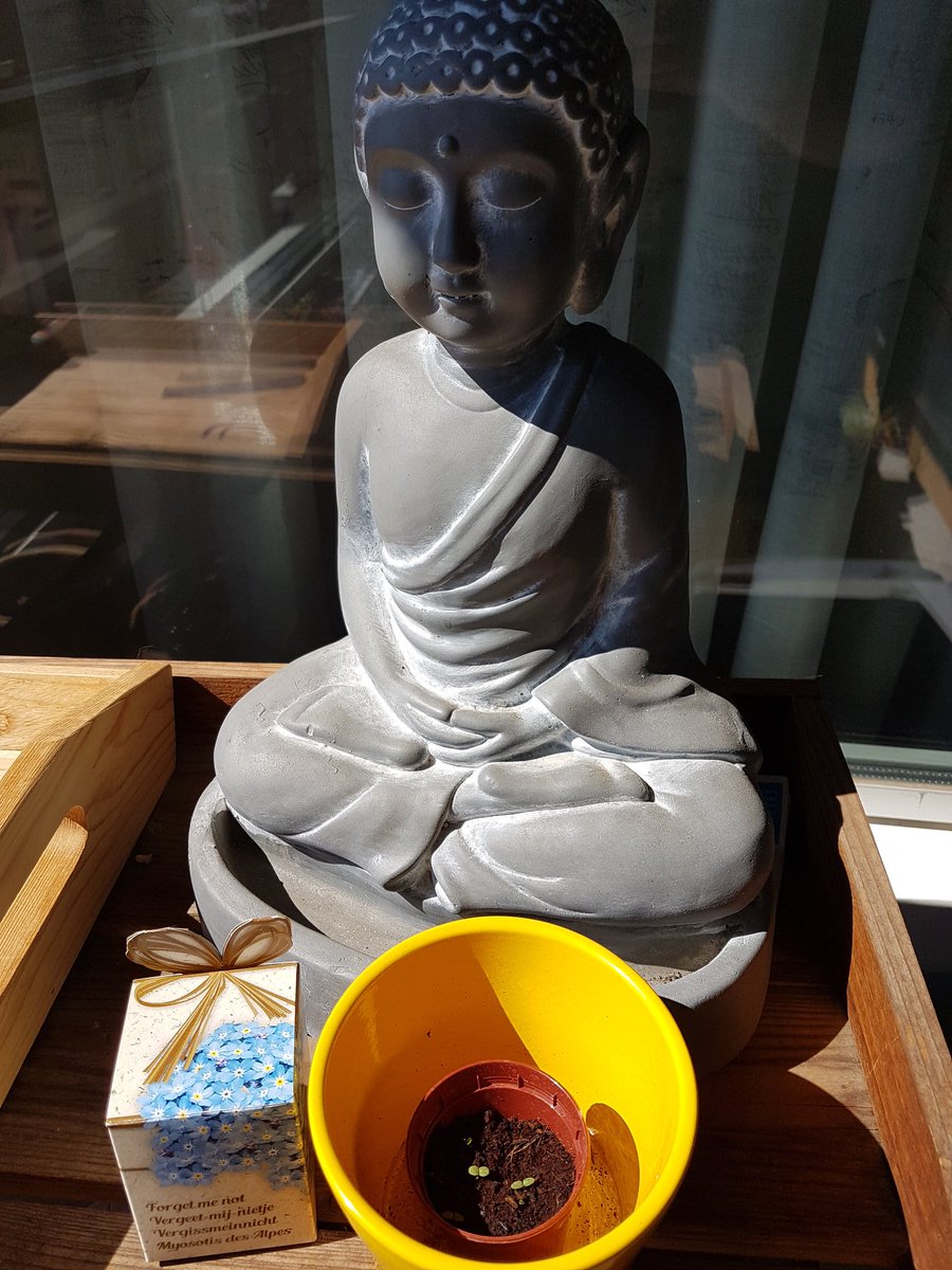Ciell's tweet photo. Pssst, eindelijk de #vergeetmeniet jes van de #WikiTechstorm gezaaid. En ze doen het! #forgetmenot #vergissmeinnicht #myosotisdesalpes https://t.co/7oP8KUY7Hd