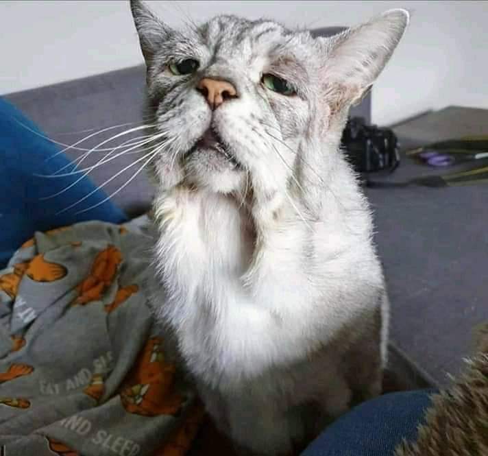 ZackTaylorFA's tweet photo. This cat is apparently 30 years old. I'm 30 too. And I feel as old as this cat looks. https://t.co/uDhP7TJo74